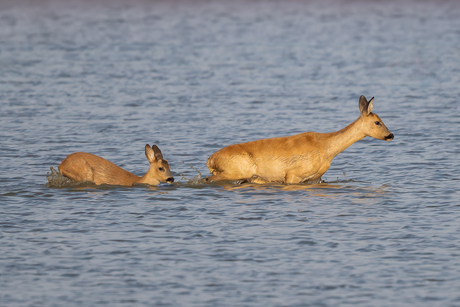 Reeën aan het pootje baden