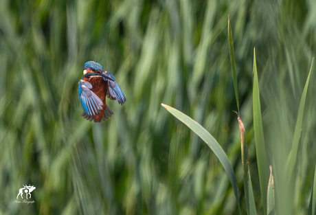 Ijsvogel in vlucht