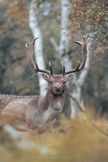 Damhert herfstbok