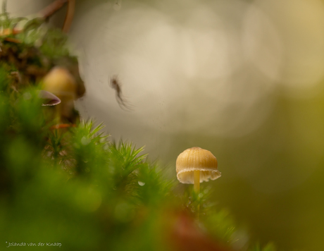 Herfst in het bos