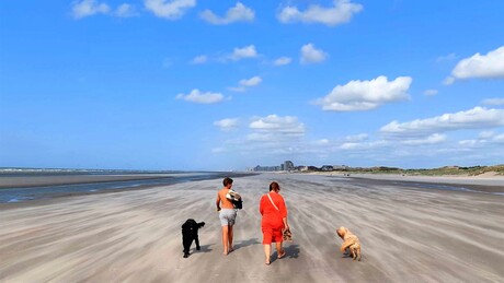 Gejaagd door de wind