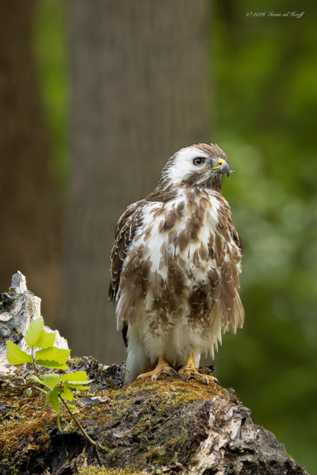 Buizerd