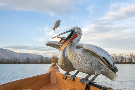 wat valt er nu uit de lucht