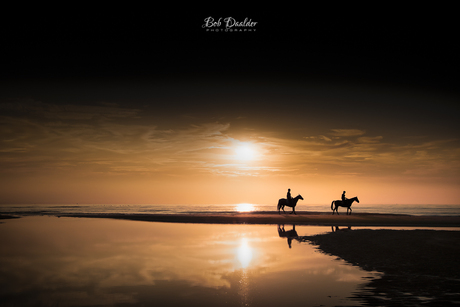 Paarden op het strand