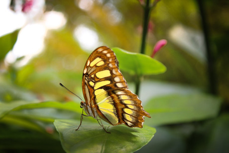 Resting butterfly