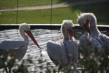 Even de veertjes schoonmaken