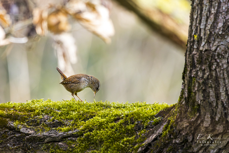 De winterkoning of winterkoninkje. 