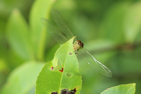 Libelle