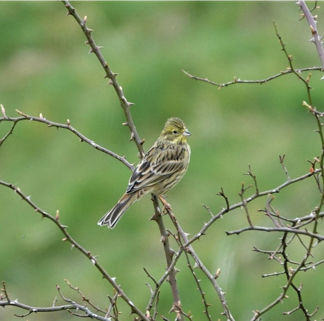 Geelgors in het boerenlandschap