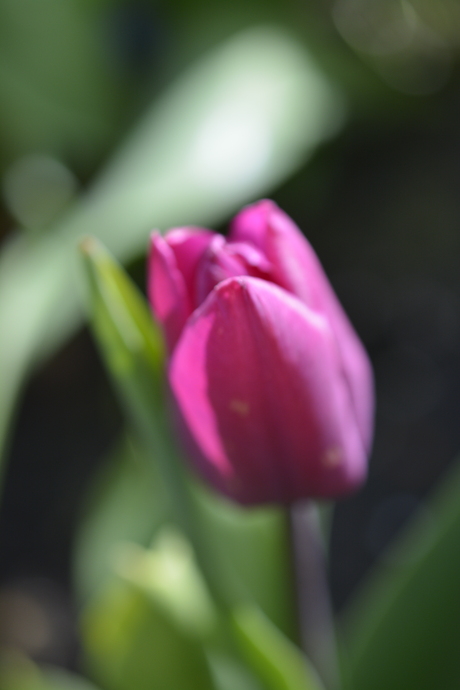 Asserbos, Assen, Nederland