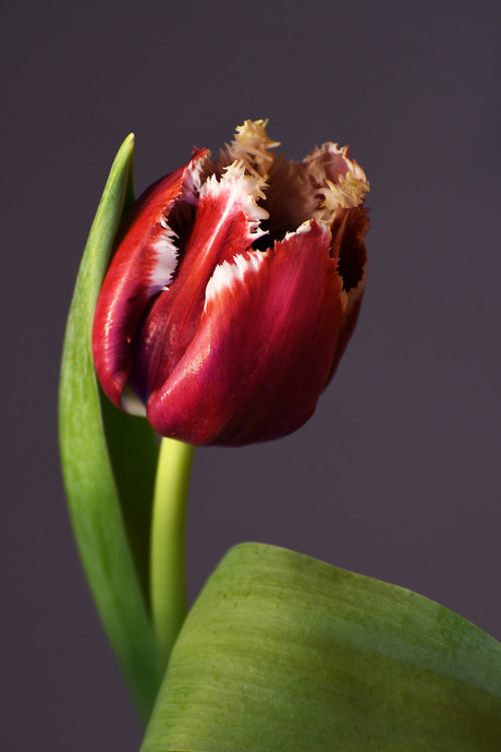 Je hebt tulpen en tulpen