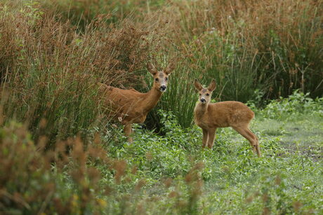 Moeder en kalf geschokt 