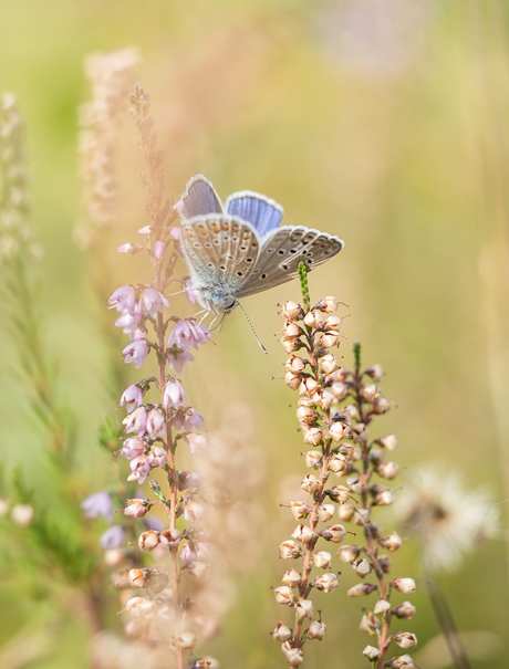 Icarus blauwtje