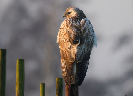 buizerd