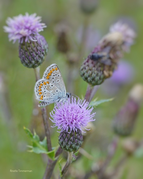Bruin blauwtje