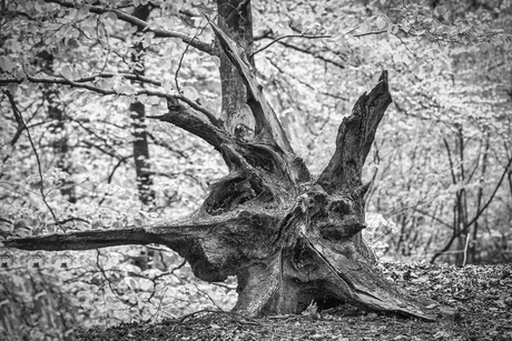 Stukje kunst in de natuur