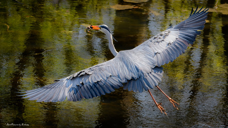 Reiger met Kikker
