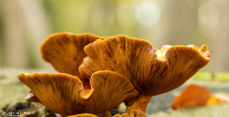 Grote paddenstoel of zwam