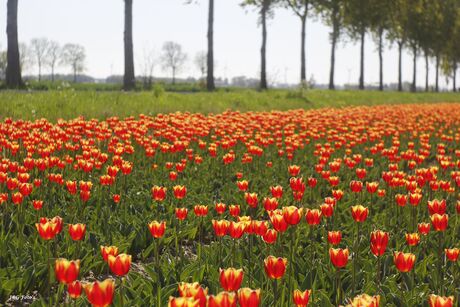 Tulpenveld
