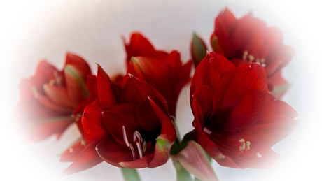 Amaryllis