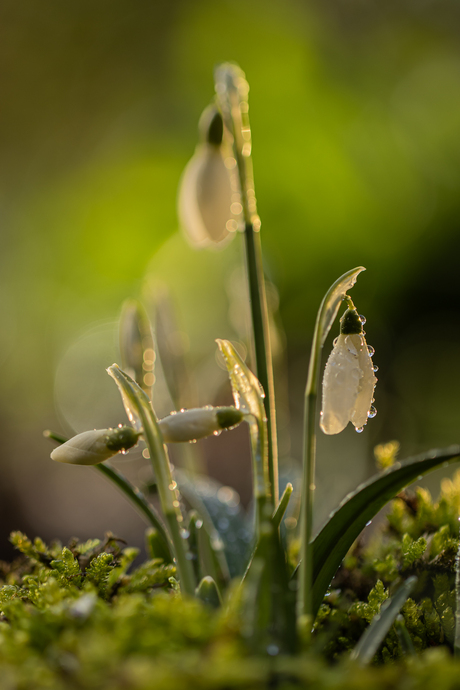 Sneeuwklkokjes  in de morgend zon.