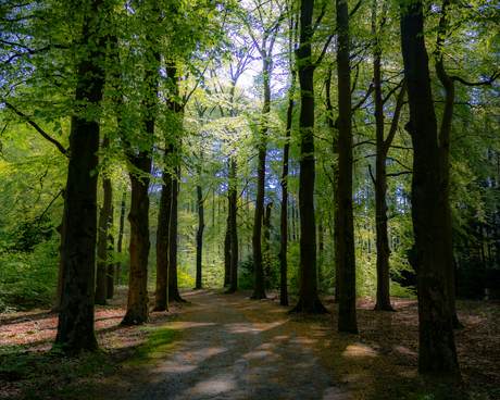 Sprookjes bos