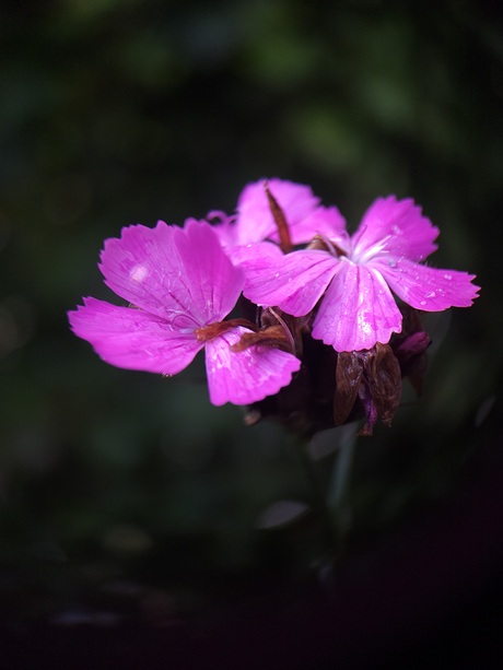 Pretty little flower 