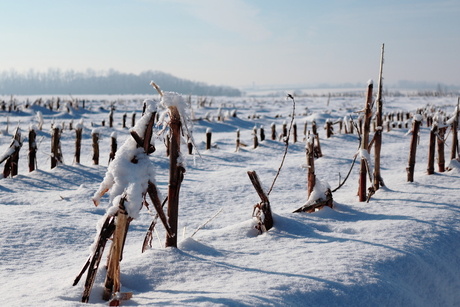 Mais in de sneeuw