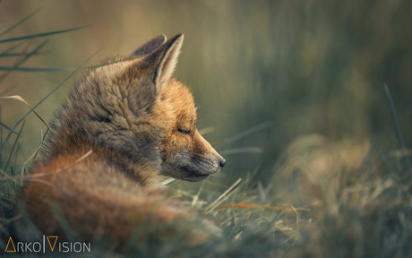 dreamy fox