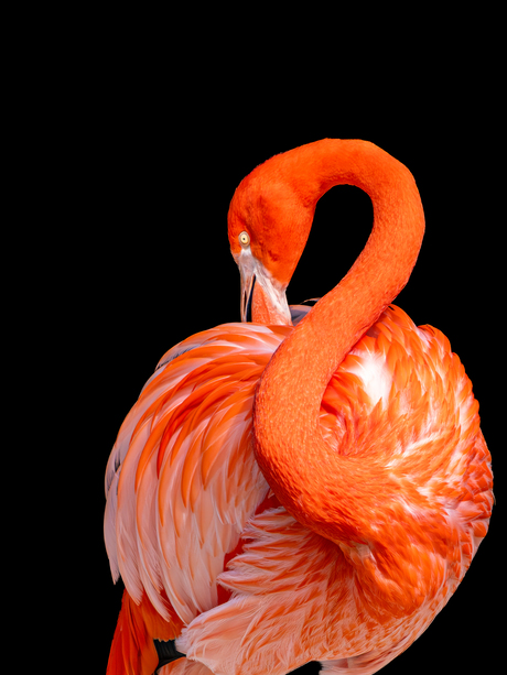 Rode flamingo