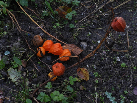 Lampionplant in de kruidentuin