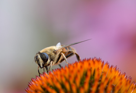 Wesp op bloem