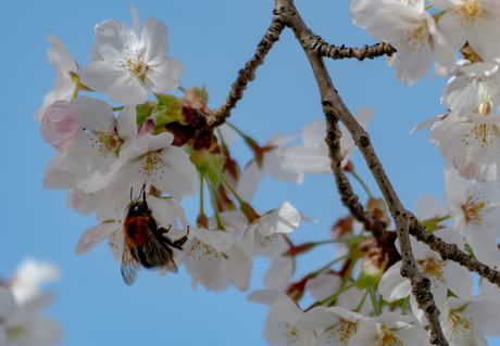 De hommel en de kersenbloesem