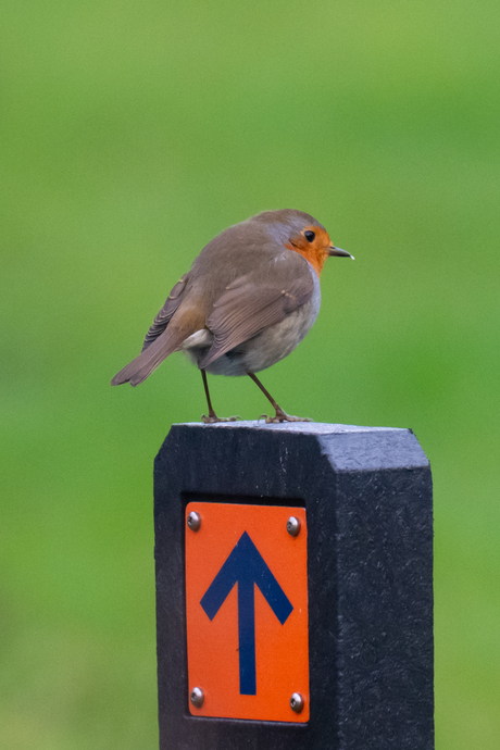 Kijk, ik wijs de weg 