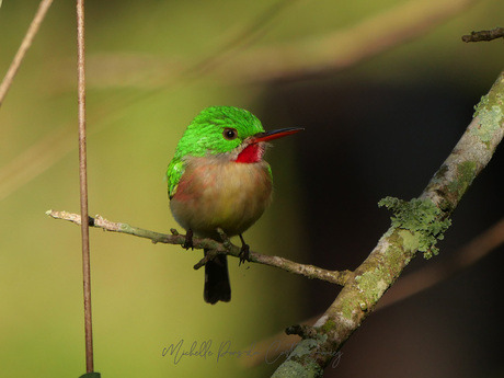 Broad-billed Tody in de zon