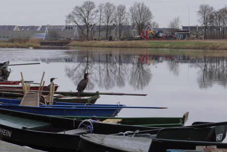 Zitplaats aalscholvers