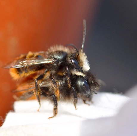 Parende metsel bijtjes
