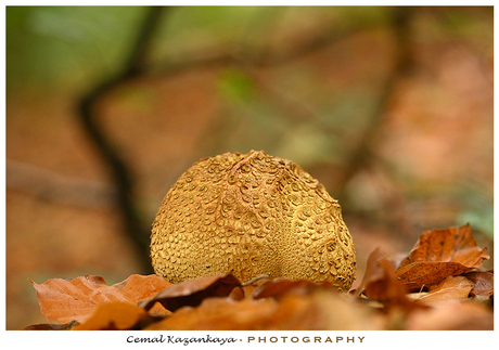 Herfst in het bos