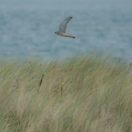 Torenvalk boven de duinen