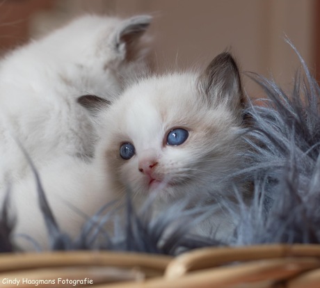 Blue eyes