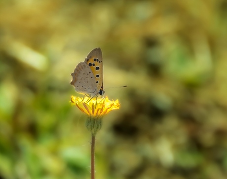 Piepkleine vlinder èn dito bloem