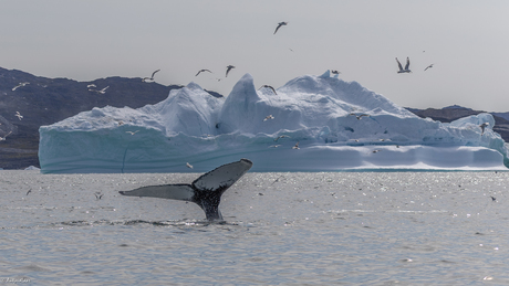 Staartvin van een bultrug