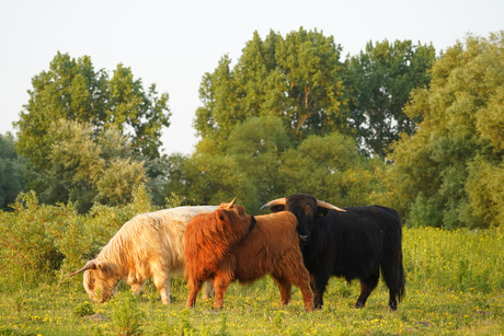 Goudenuurtje op de landtong1