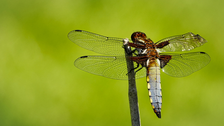 Perfecte imperfectie 