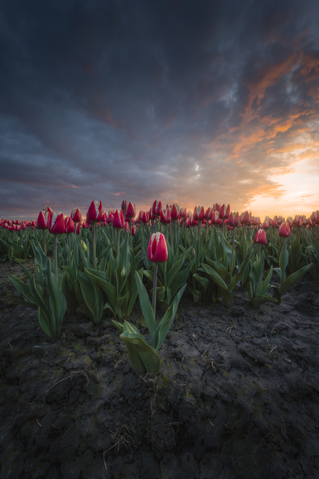 Tulip sunset