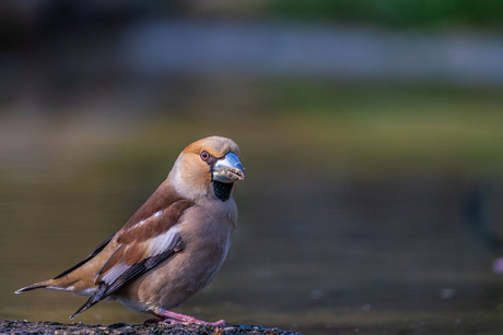 Appelvink (M)