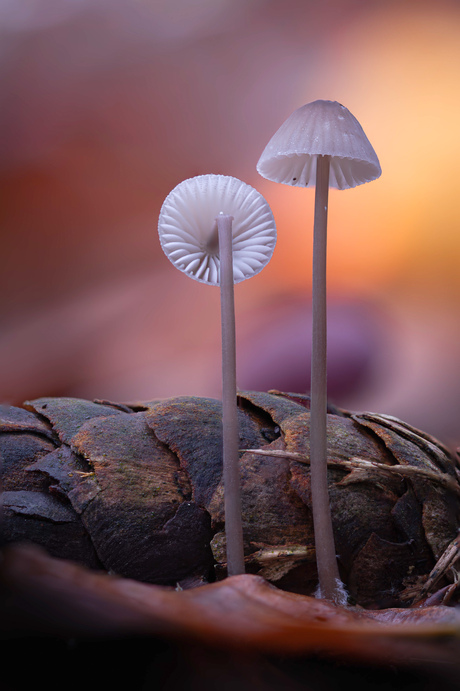 Mycena tweeling 