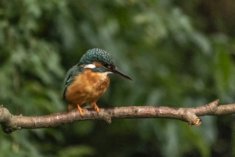 Ijsvogel