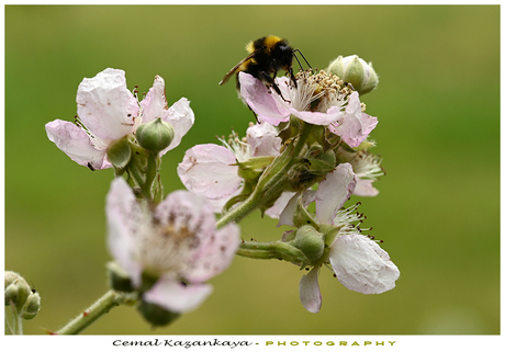 Hommel