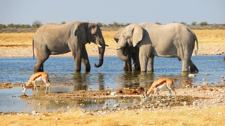 Olifanten in een waterpoel